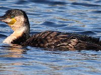 witborsduiker 2  White Breasted Cormorants - Frieda Prinsloo 2014 : FRIEDA